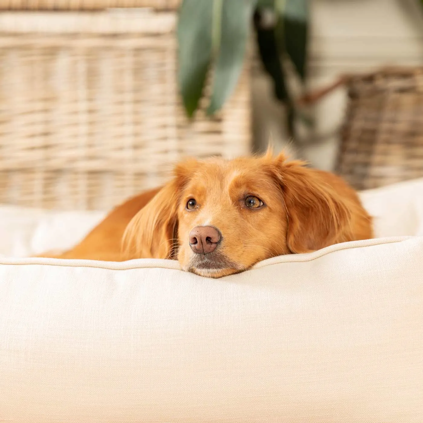 Box Bed in Savanna Bone by Lords & Labradors