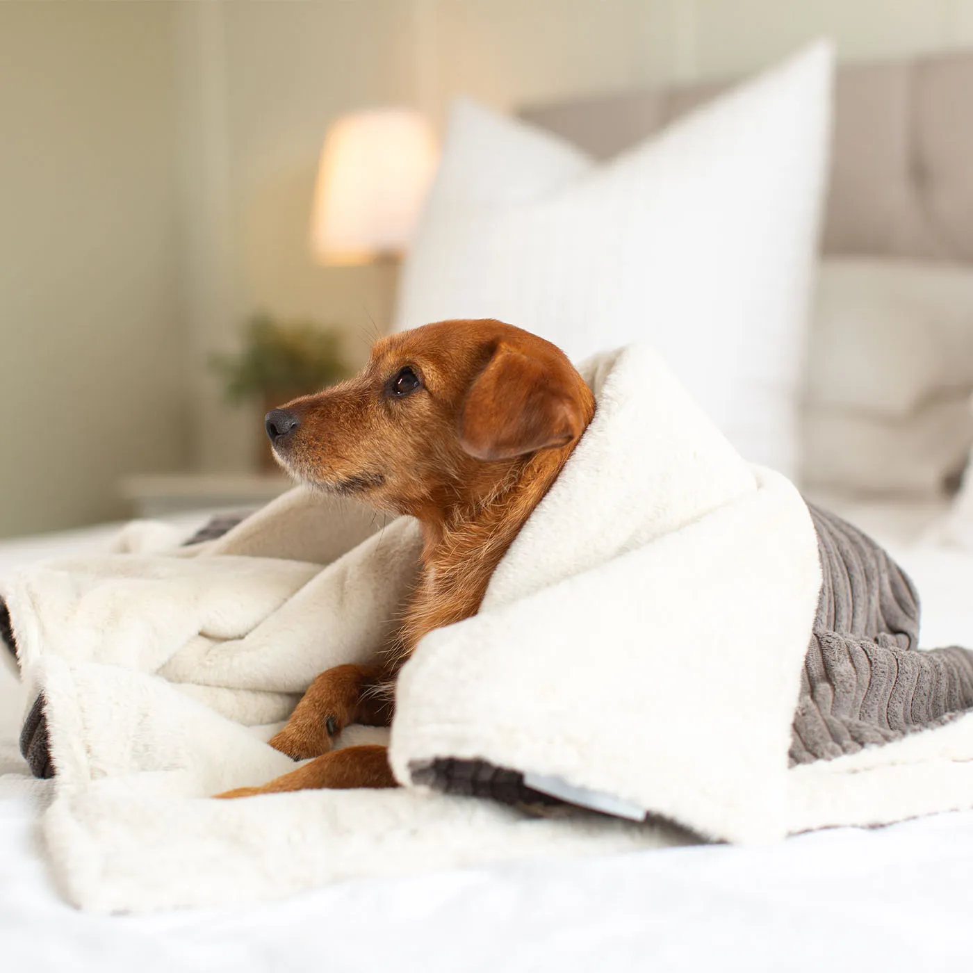 Dog & Puppy Blanket in Dark Grey Essentials Plush by Lords & Labradors