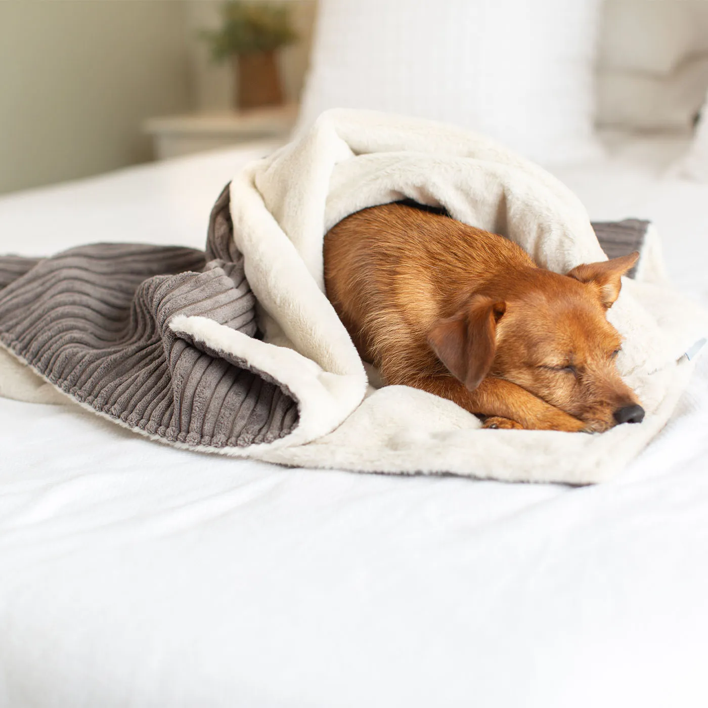 Dog & Puppy Blanket in Dark Grey Essentials Plush by Lords & Labradors