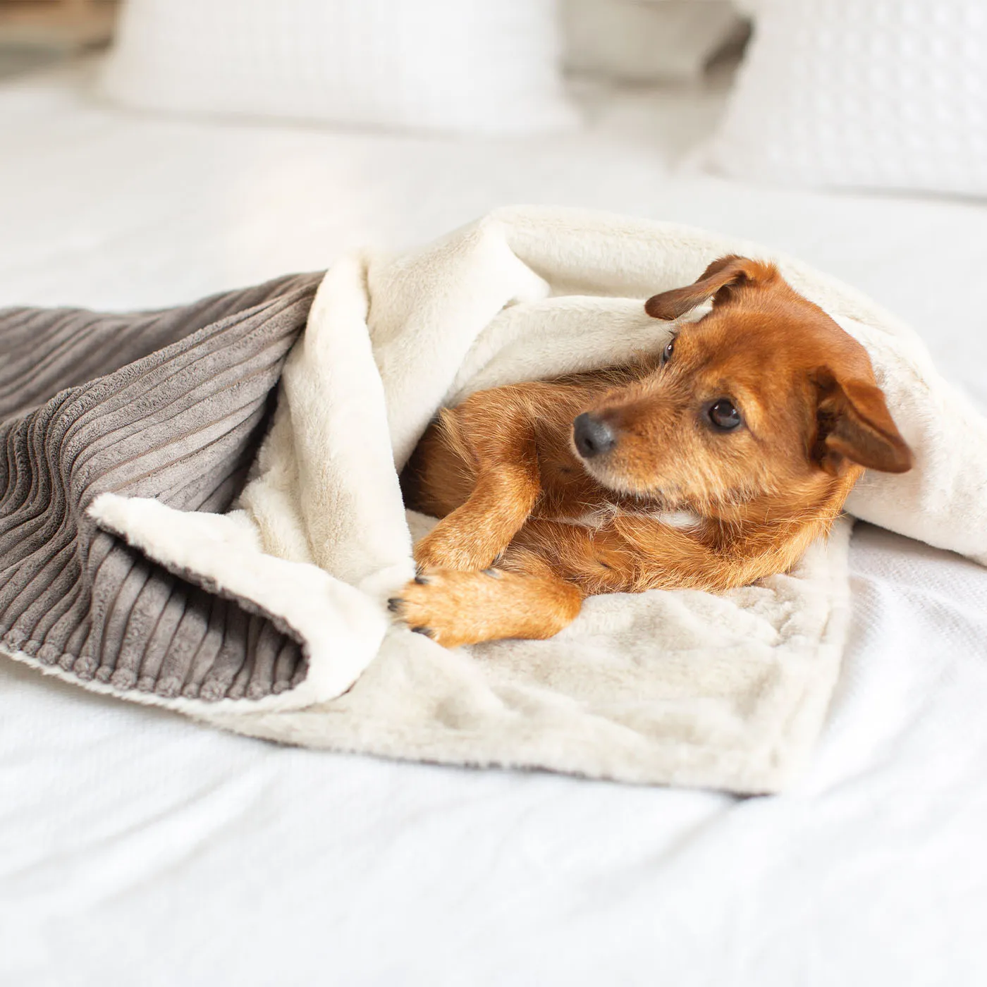 Dog & Puppy Blanket in Dark Grey Essentials Plush by Lords & Labradors