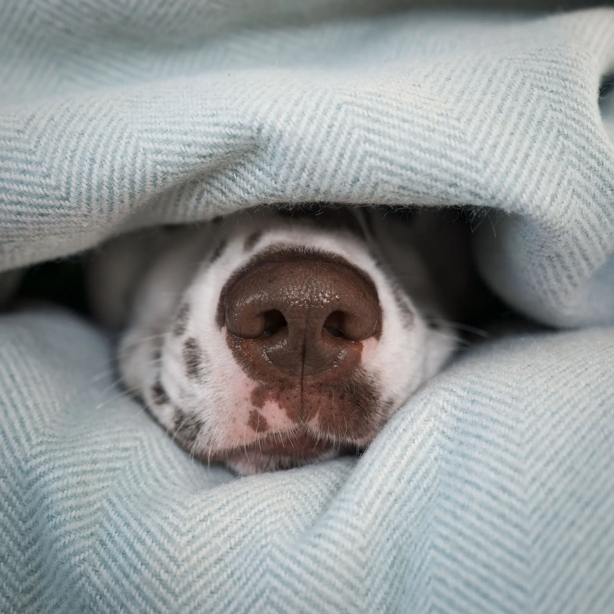 Dog & Puppy Blanket in Herringbone Tweed by Lords & Labradors