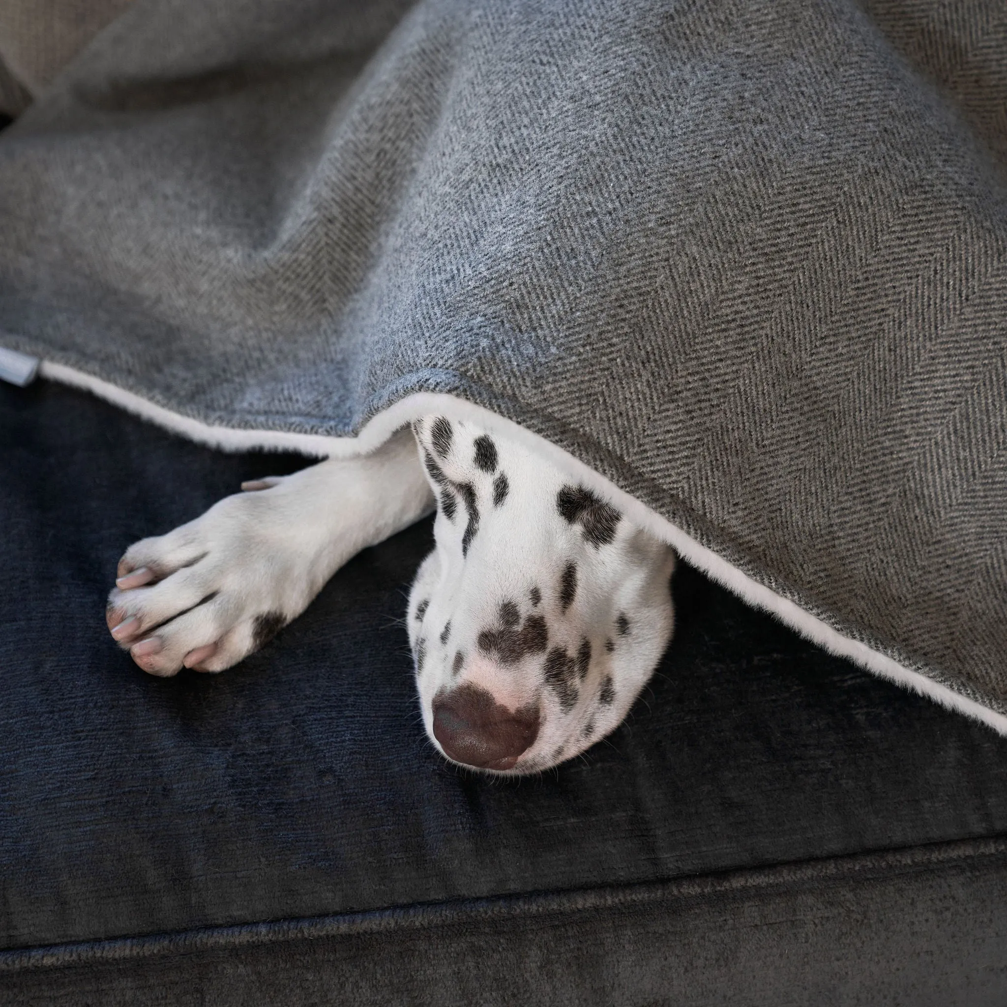 Dog & Puppy Blanket in Herringbone Tweed by Lords & Labradors