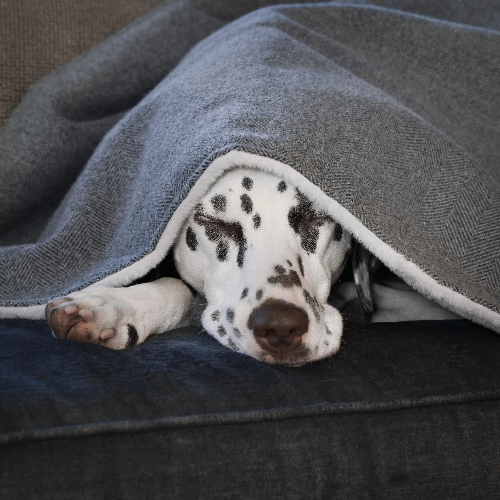 Dog & Puppy Blanket in Herringbone Tweed by Lords & Labradors