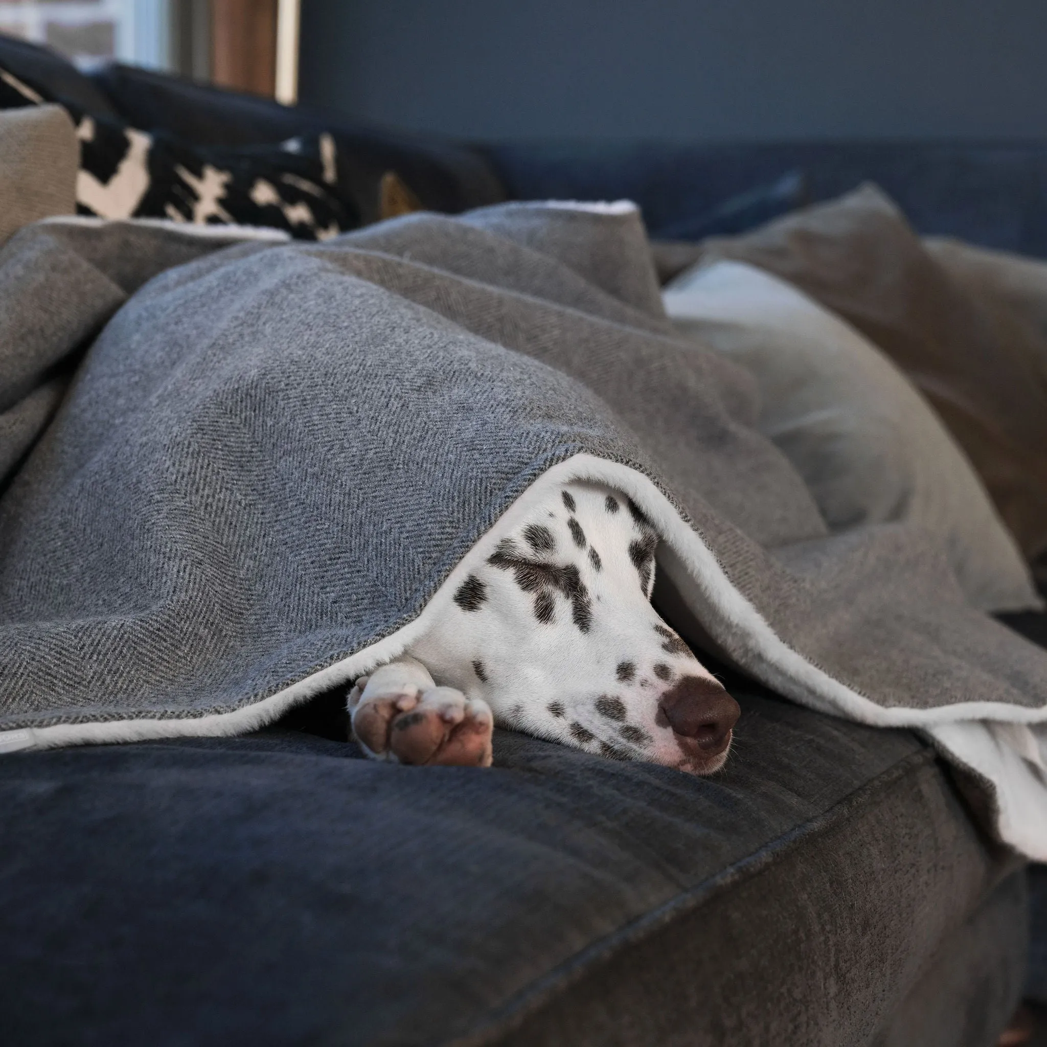 Dog & Puppy Blanket in Herringbone Tweed by Lords & Labradors