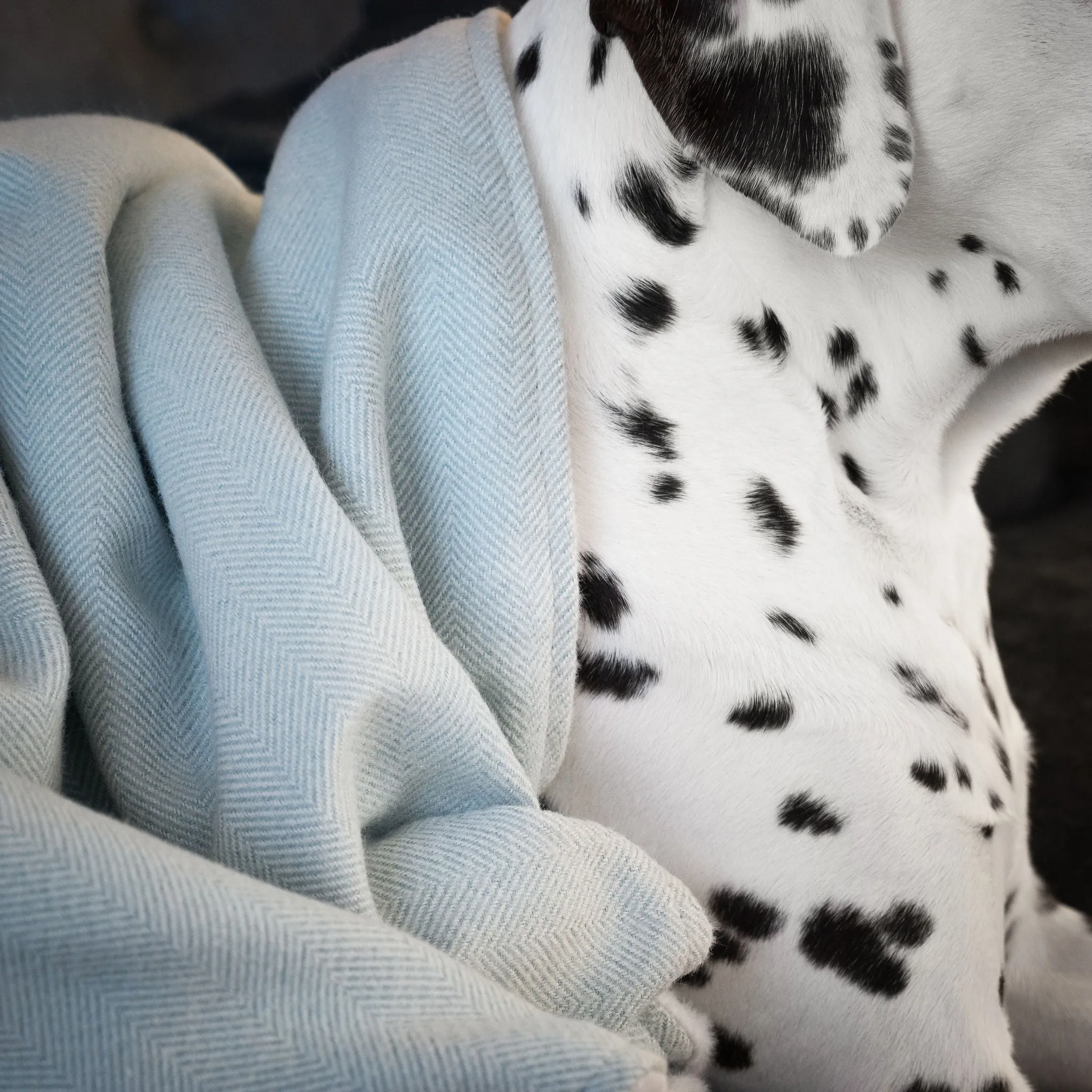 Dog & Puppy Blanket in Herringbone Tweed by Lords & Labradors