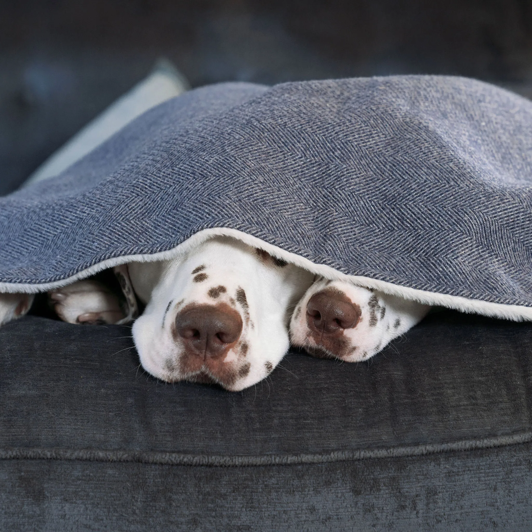 Dog & Puppy Blanket in Herringbone Tweed by Lords & Labradors