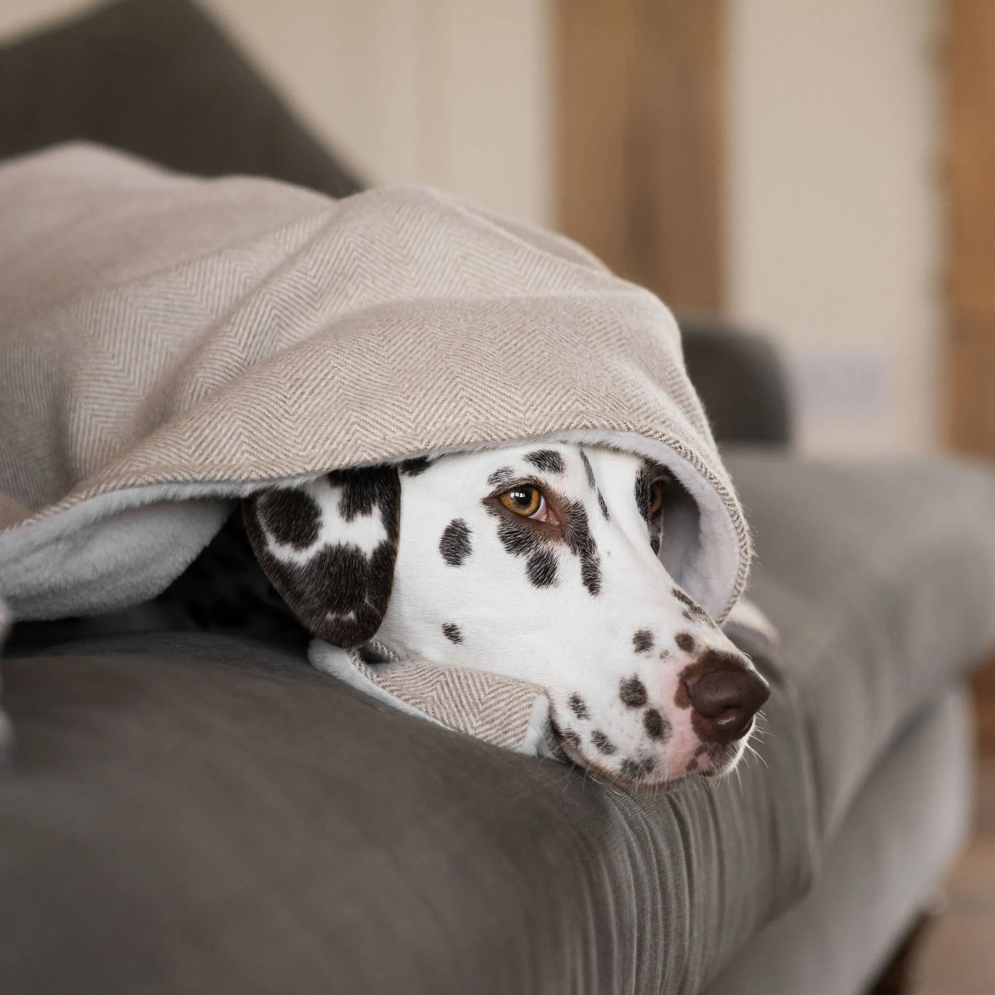 Dog & Puppy Blanket in Herringbone Tweed by Lords & Labradors