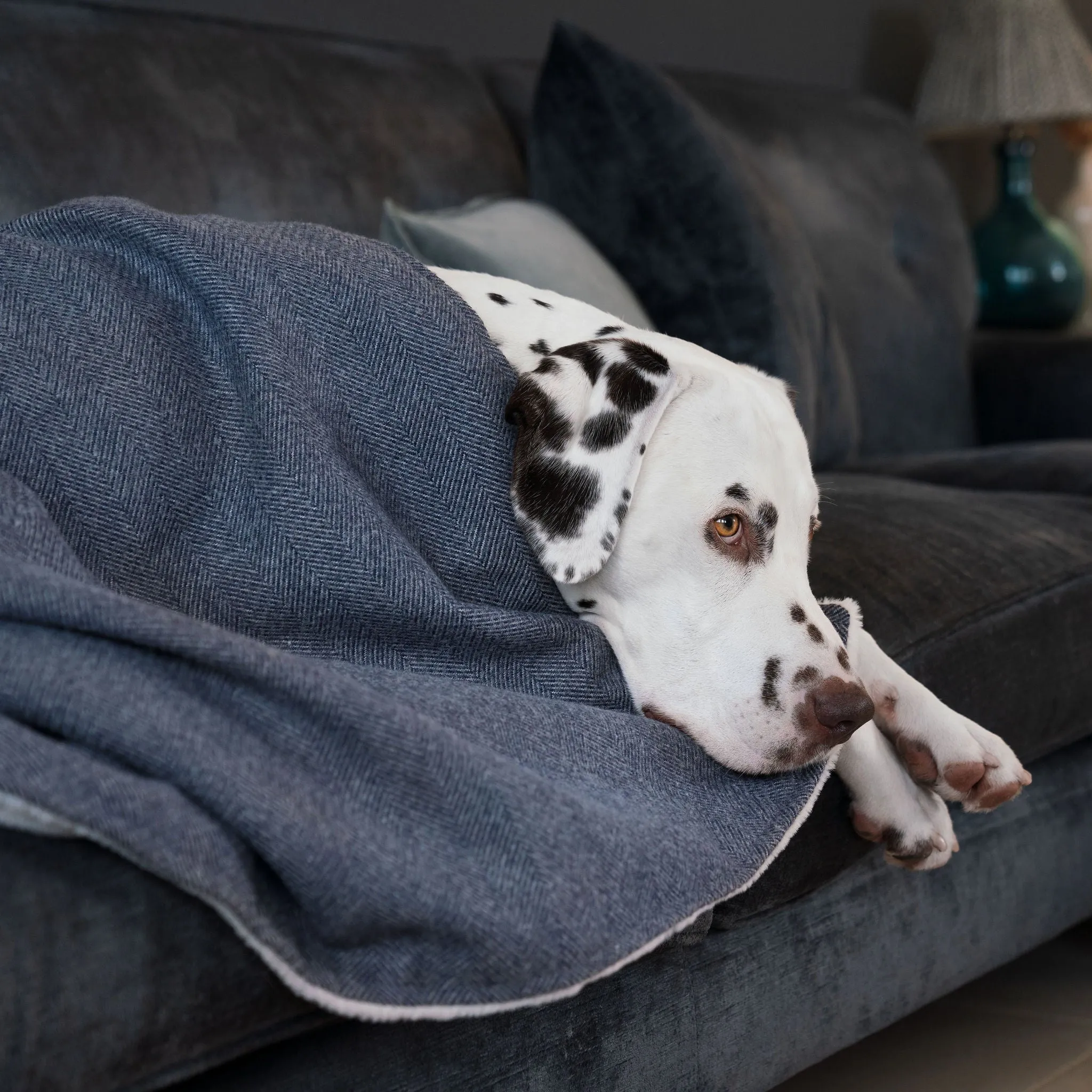 Dog & Puppy Blanket in Herringbone Tweed by Lords & Labradors