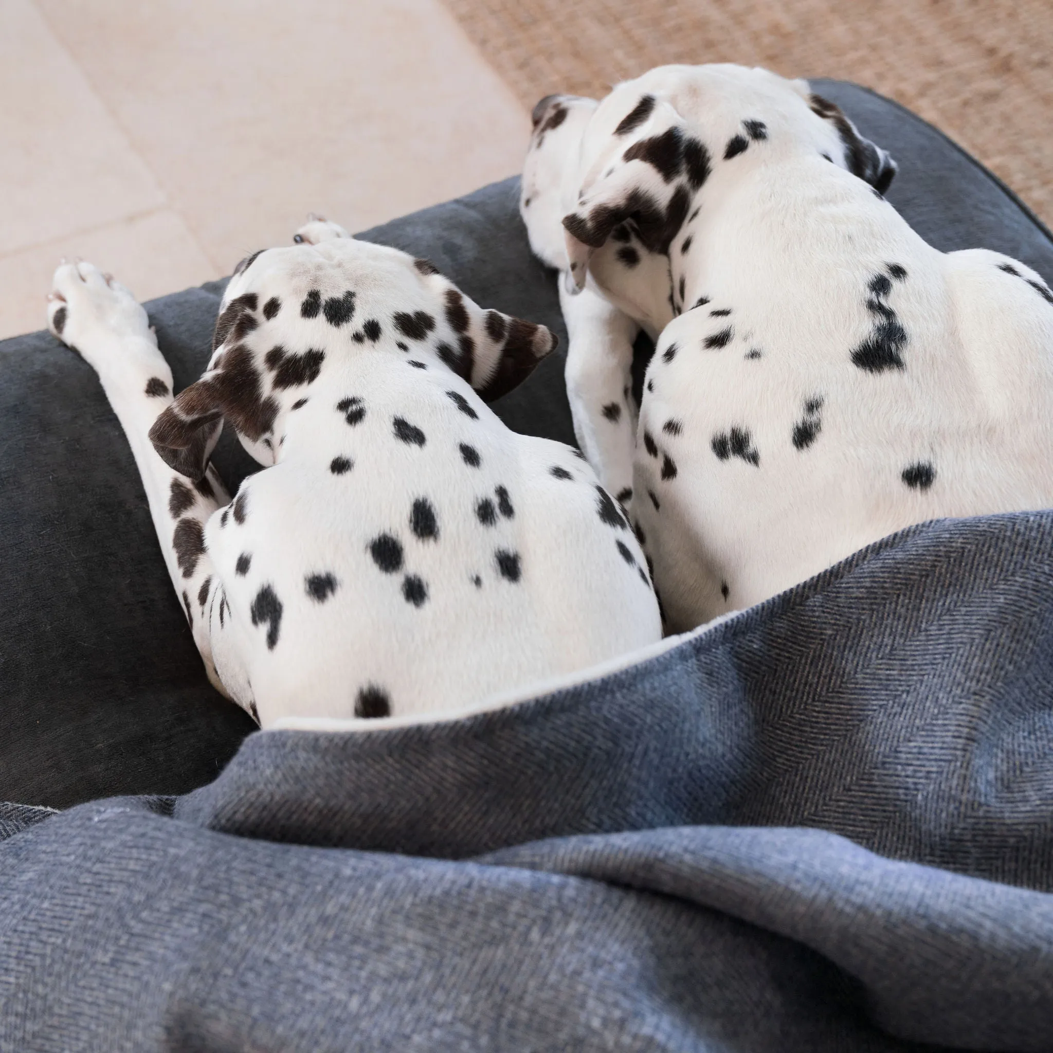 Dog & Puppy Blanket in Herringbone Tweed by Lords & Labradors