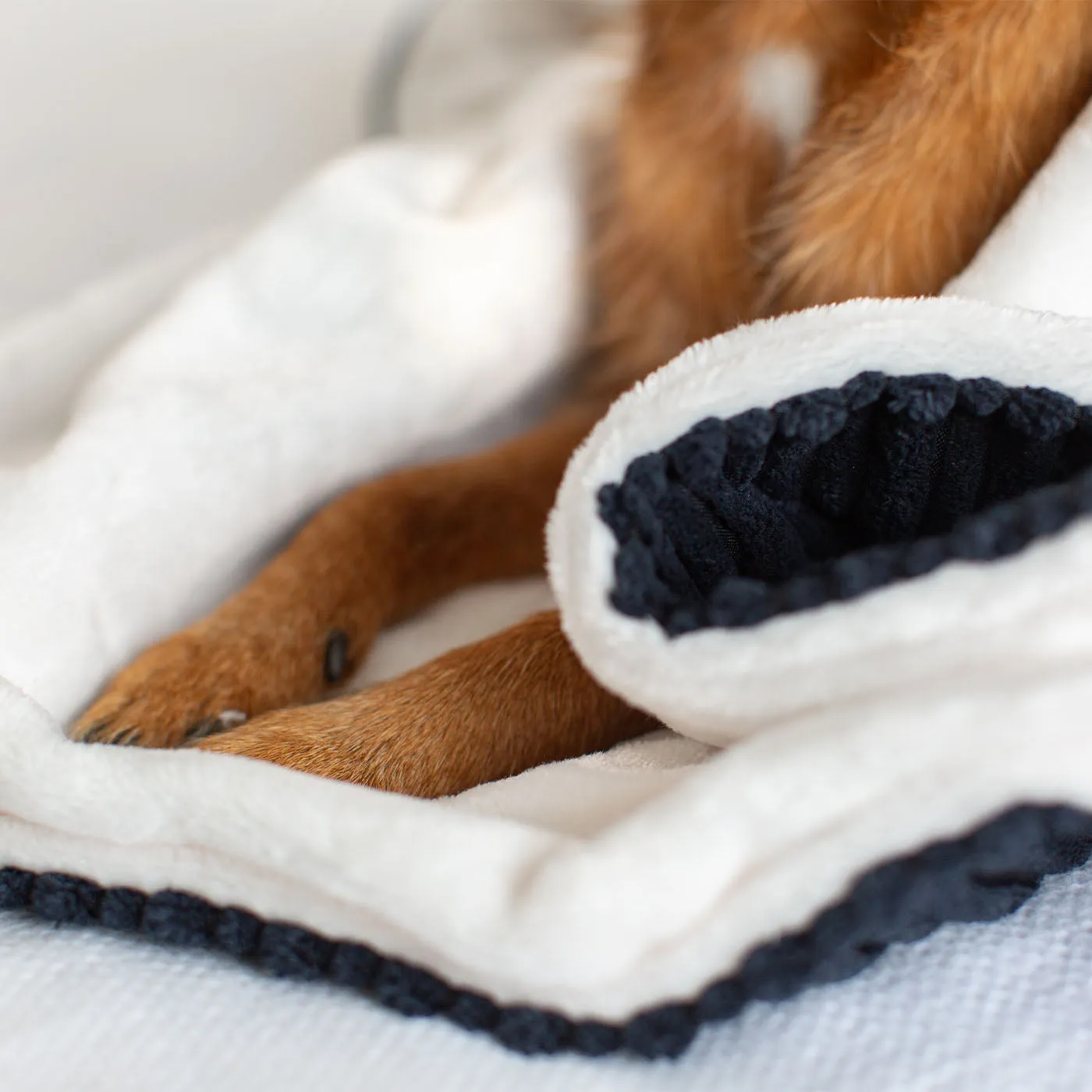 Dog & Puppy Blanket in Navy Essentials Plush by Lords & Labradors