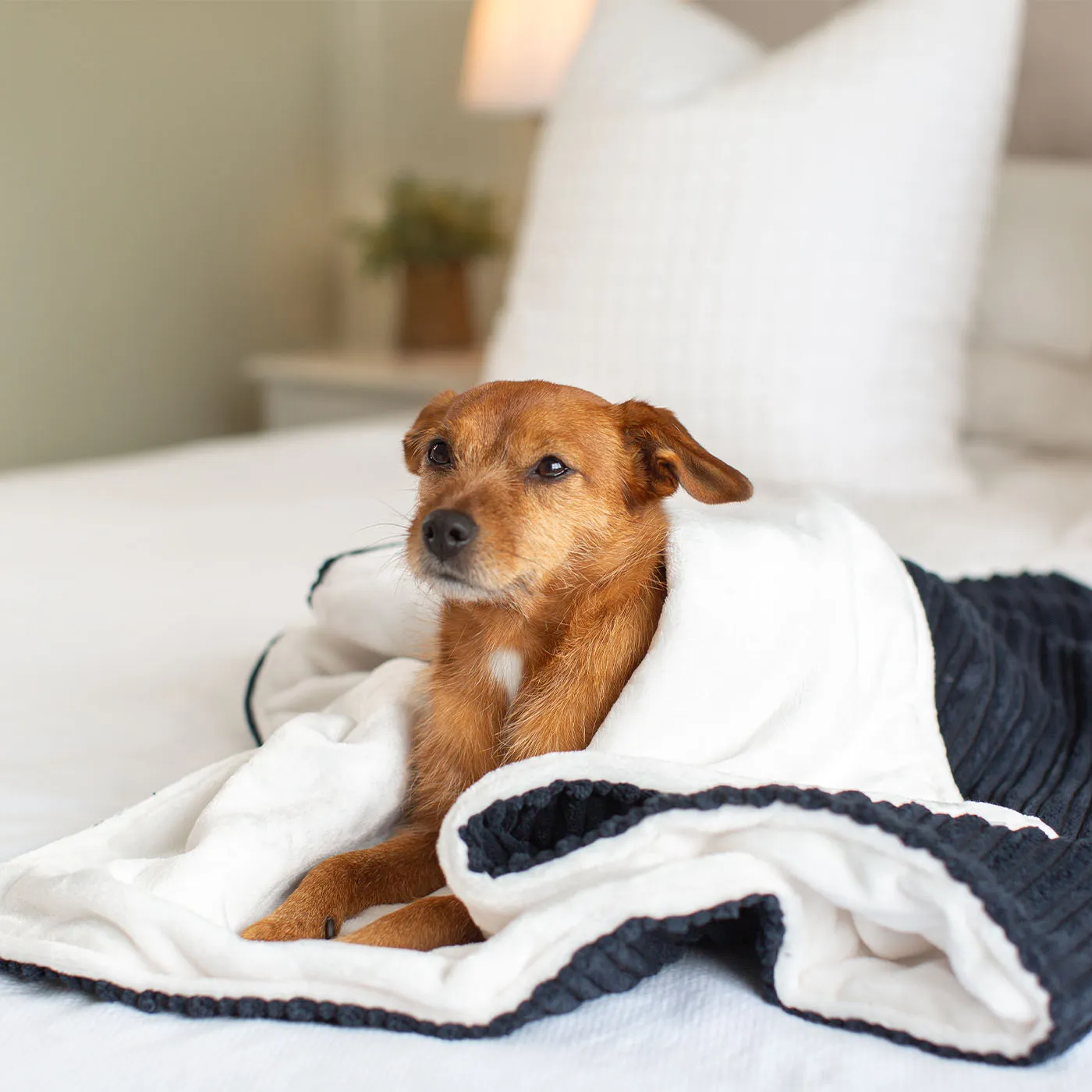 Dog & Puppy Blanket in Navy Essentials Plush by Lords & Labradors