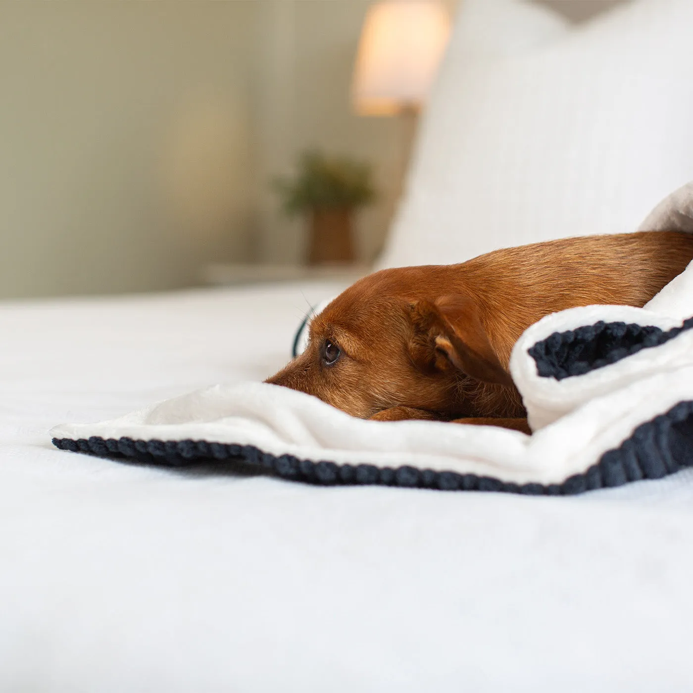 Dog & Puppy Blanket in Navy Essentials Plush by Lords & Labradors