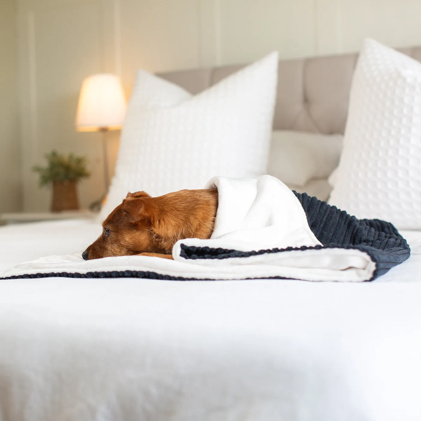 Dog & Puppy Blanket in Navy Essentials Plush by Lords & Labradors