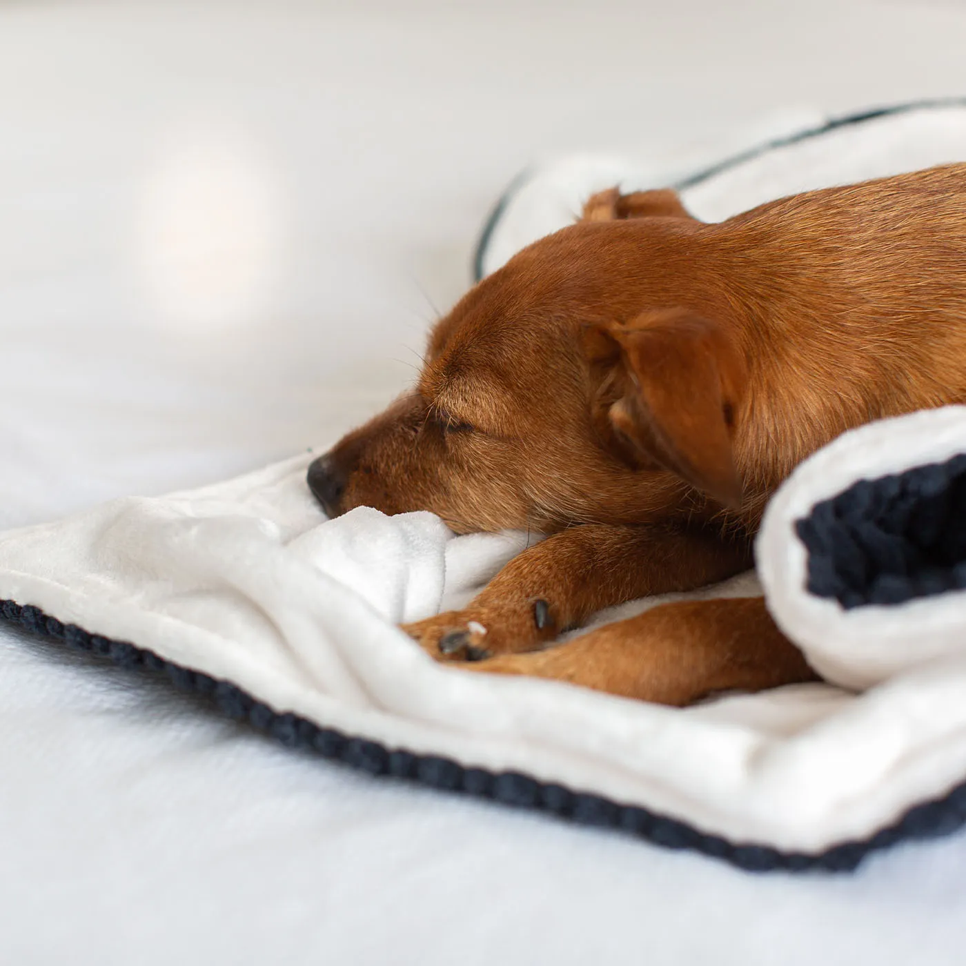 Dog & Puppy Blanket in Navy Essentials Plush by Lords & Labradors