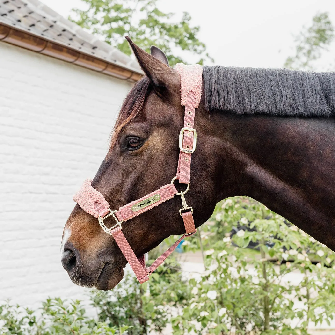 Kentucky Horsewear Teddy Fleece Headcollar - Old Rose