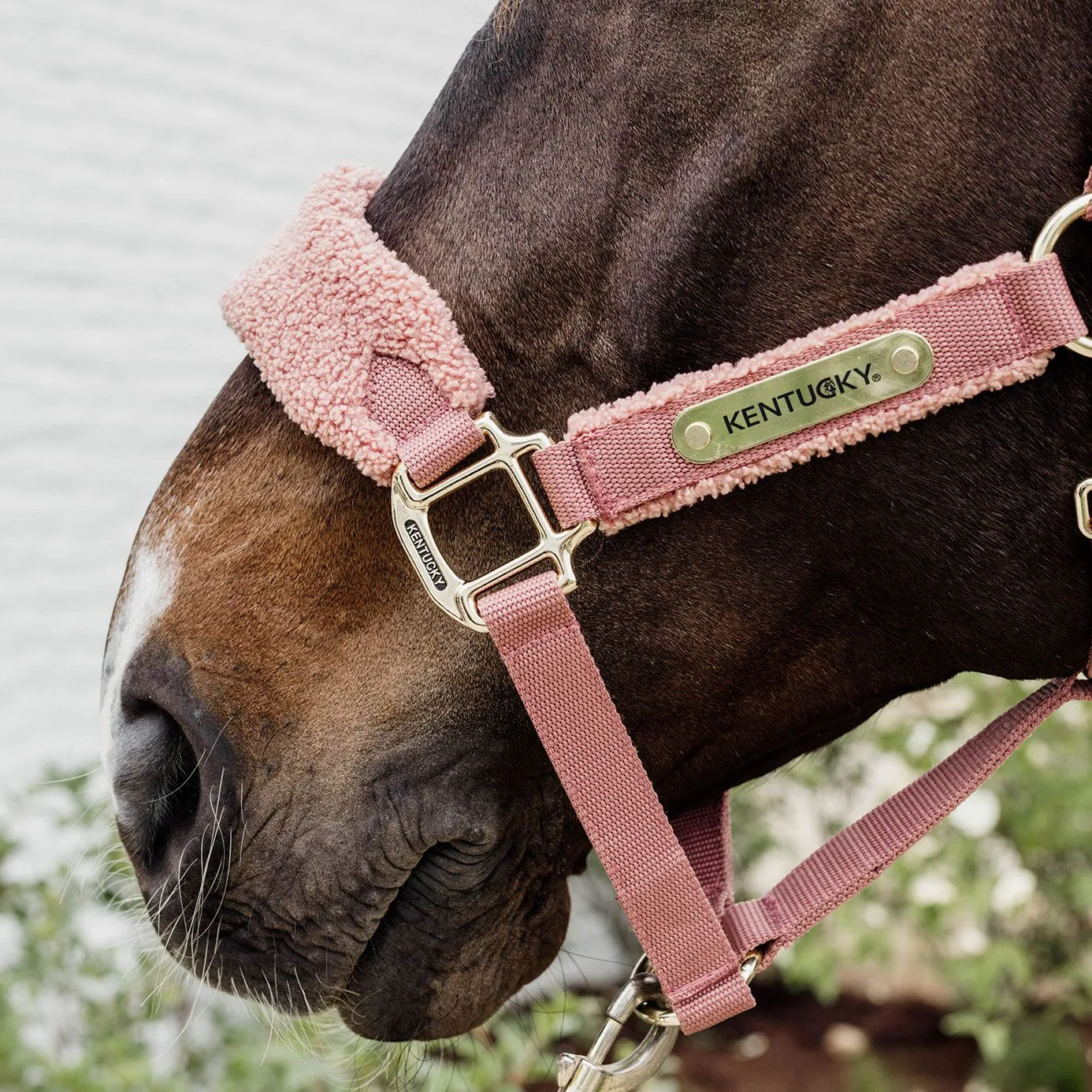 Kentucky Horsewear Teddy Fleece Headcollar - Old Rose